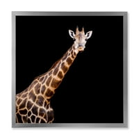 Портрет на жираф на черен фон
