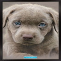 Кийт Кимбърлин - Puppy - Blue Eyes Tall Poster, 14.725 22.375
