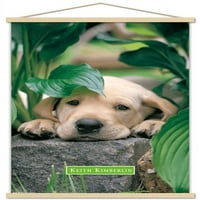 Кийт Кимбърлин - Puppy - Lazy Days Стенски плакат с дървена магнитна рамка, 22.375 34