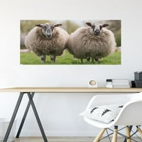 Овце, стоящи в плаката за поляна, 22.375 34